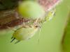 Aphis pomi